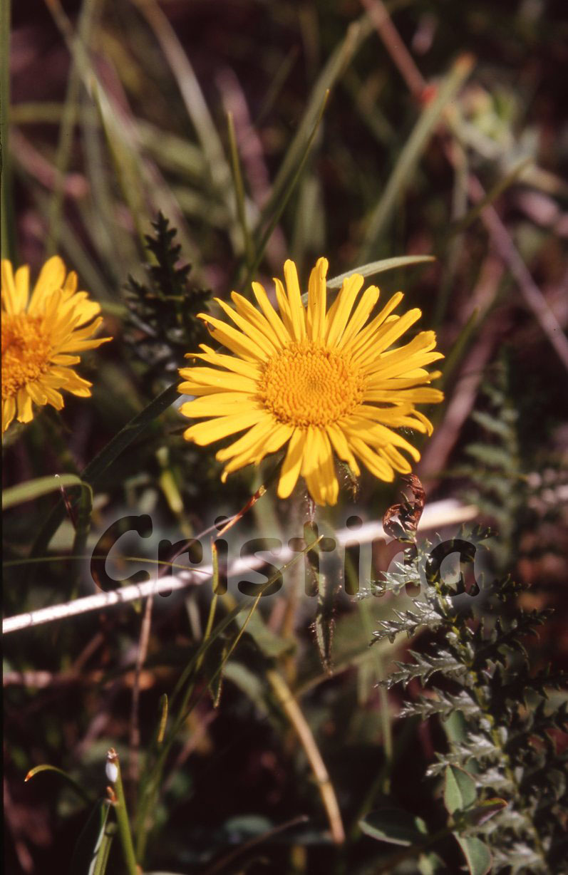 Inula hirta